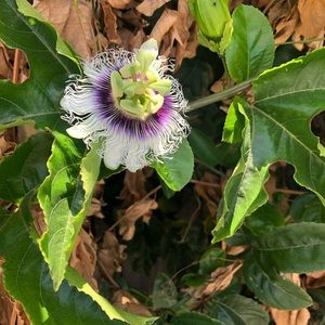 Meet your Posher, Al